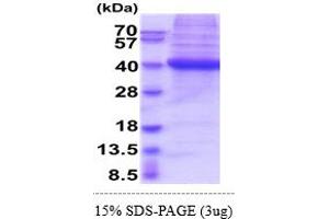 CD1d Protein (AA 20-301) (His tag)