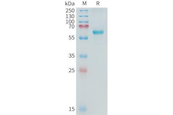 PLAP Protein (AA 21-504) (His tag)