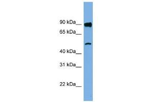 FAM160B1 抗体  (N-Term)