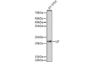 Western blot analysis of extracts of SH-SY5Y cells, using LIF antibody (ABIN1513154, ABIN3021873, ABIN3021875 and ABIN6216672) at 1:1000 dilution. (LIF 抗体  (AA 23-202))