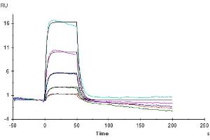 Surface Plasmon Resonance (SPR) image for Interleukin 2 (IL2) (AA 21-153) protein (ABIN7274915)