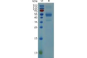 Mouse HBEGF (24-160) Protein, hFc Tag on SDS-PAGE under reducing condition. (HBEGF Protein (AA 24-160) (Fc Tag))