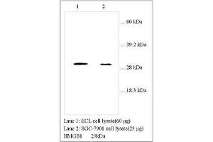Image no. 1 for anti-High Mobility Group Box 1 (HMGB1) (Internal Region) antibody (ABIN791338) (HMGB1 抗体  (Internal Region))