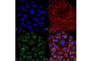 Immunocytochemistry/Immunofluorescence analysis using Mouse Anti-ERp57 Monoclonal Antibody, Clone 4F9 . (PDIA3 抗体  (AA 25-505) (PerCP))