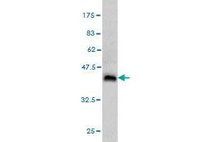 Western Blotting (WB) image for anti-Syndecan Binding Protein (Syntenin) (SDCBP) (AA 1-100) antibody (ABIN562830)