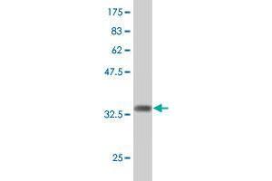 Western Blot detection against Immunogen (36. (CD57 抗体  (AA 235-332))