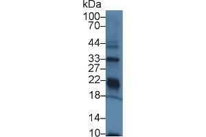 Detection of GPX3 in Rat Kidney lysate using Polyclonal Antibody to Glutathione Peroxidase 3, Plasma (GPX3) (GPX3 抗体  (AA 3-72))