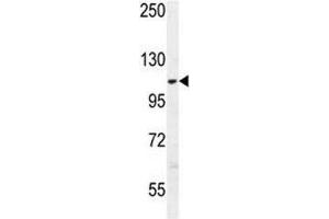 AARS2 antibody western blot analysis in K562 lysate (AARS2 抗体  (AA 366-394))