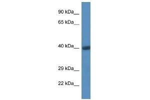 Western Blot showing CD44 antibody used at a concentration of 1 ug/ml against Fetal Heart Lysate (CD44 抗体  (C-Term))