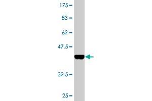 Western Blot detection against Immunogen (35. (CREB1 抗体  (AA 14-101))