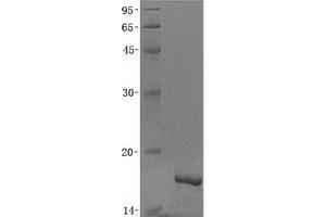 Validation with Western Blot (CRNN 蛋白)