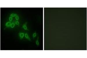 Immunofluorescence analysis of HepG2 cells, using Collagen V alpha2 Antibody. (COL5A2 抗体  (AA 1-50))