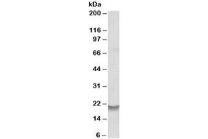 Western blot testing of human bone marrow lysate with Bcl2A1 antibody at 0. (BCL2A1 抗体)