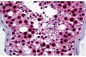 Human Testis: Formalin-Fixed, Paraffin-Embedded (FFPE) (NEK2 抗体  (AA 331-445))