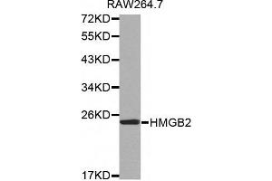Western blot analysis of extracts of RAW264. (HMGB2 抗体)