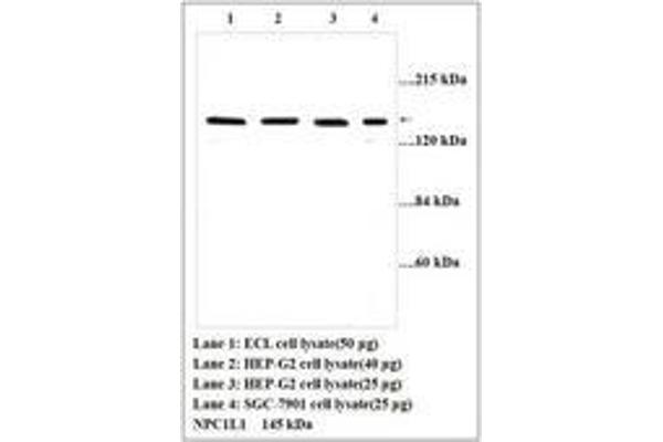 NPC1L1 抗体  (AA 596-610)