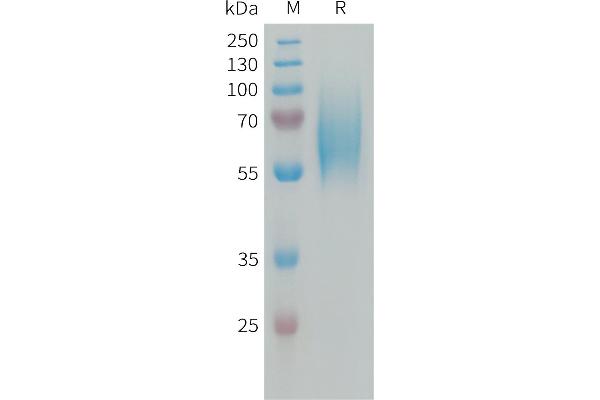 FGFR2 Protein (AA 22-374) (His tag)
