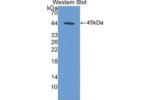 Western blot analysis of the recombinant protein. (GLN1 抗体  (AA 1-373))