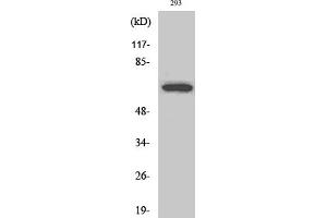 Western Blot analysis of various cells using ARA70 Polyclonal Antibody. (NCOA4 抗体  (AA 320-400))