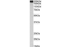 ABIN2613430 (0. (Filamin A 抗体  (AA 662-676))