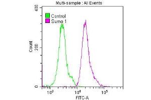 Flow Cytometry (FACS) image for anti-Small Ubiquitin Related Modifier Protein 1 (SUMO1) antibody (ABIN7127830)