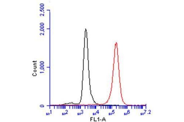 CD81 抗体