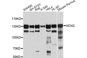 Western blot analysis of extracts of various cell lines, using MCM2 antibody (ABIN5970415) at 1/1000 dilution. (MCM2 抗体)