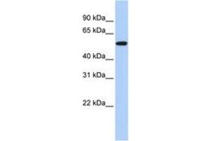 Image no. 1 for anti-Tumor Protein P53 (TP53) (N-Term) antibody (ABIN6742382) (p53 抗体  (N-Term))