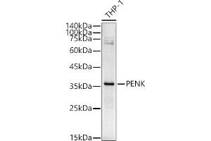 Western blot analysis of extracts of THP-1 cells, using PENK antibody (ABIN6133151, ABIN6145444, ABIN6145445 and ABIN6221906) at 1:540 dilution. (Enkephalin 抗体  (AA 25-267))