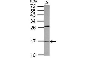 WB Image Sample (30 ug of whole cell lysate) A: HeLa 15% SDS PAGE antibody diluted at 1:500 (PLA2G1B 抗体  (Center))