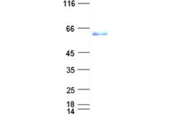 NCOA1 Protein (His tag)