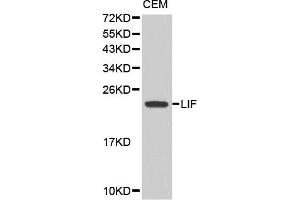 Western blot analysis of extracts of CEM cell line, using LIF antibody. (LIF 抗体)