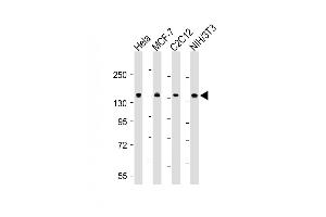 All lanes : Anti-MYPT1 (Ser668) Antibody at 1:4000 dilution Lane 1: Hela whole cell lysate Lane 2: MCF-7 whole cell lysate Lane 3: C2C12 whole cell lysate Lane 4: NIH/3T3 whole cell lysate Lysates/proteins at 20 μg per lane. (PPP1R12A 抗体  (Ser668))