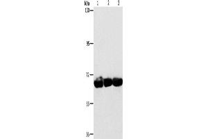 Western Blotting (WB) image for anti-Cytoskeleton-Associated Protein 4 (CKAP4) antibody (ABIN2432850) (CKAP4 抗体)
