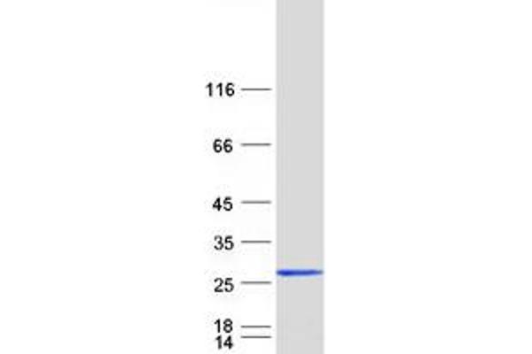 CPLX3 Protein (Myc-DYKDDDDK Tag)