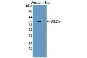 Detection of Recombinant TYMS, Human using Polyclonal Antibody to Thymidylate Synthetase (TYMS) (TYMS 抗体  (AA 36-313))