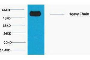Western Blotting (WB) image for Mouse anti-Rabbit IgG (Fc Region), (Heavy Chain) antibody (ABIN3181237)
