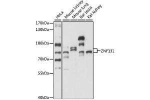 Western blot analysis of extracts of various cell lines, using ZNF131 antibody. (ZNF131 抗体)