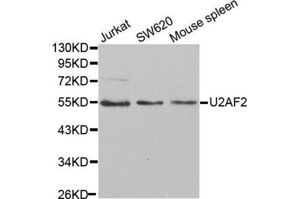 U2AF2 抗体  (AA 192-471)