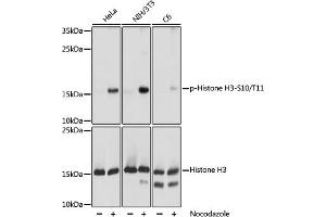 Western blot analysis of extracts of NIH/3T3 cells, using phospho-STK4-T387 pAb (ABIN7267688) at 1:1000 dilution or Histone H3 antibody . (Histone 3 抗体  (H3S10p, H3T11p))
