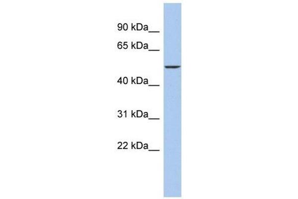 DALRD3 抗体  (Middle Region)