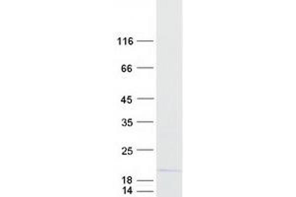 ATP6V1G1 Protein (Myc-DYKDDDDK Tag)