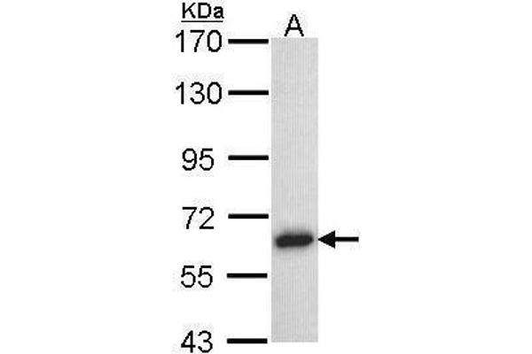 TRAF5 抗体  (N-Term)