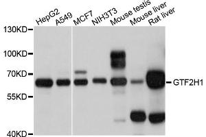 Western blot analysis of extracts of various cell lines, using GTF2H1 antibody. (GTF2H1 抗体)