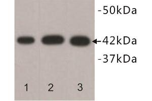 Western Blotting (WB) image for anti-Actin, beta (ACTB) antibody (ABIN1854834) (beta Actin 抗体)