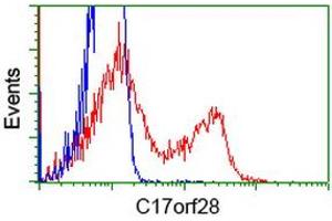 Flow Cytometry (FACS) image for anti-HID1 Domain Containing (HID1) antibody (ABIN1497024) (HID1/DMC1 抗体)