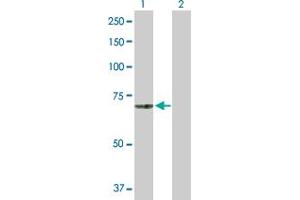 Western Blot analysis of MCOLN1 expression in transfected 293T cell line by MCOLN1 MaxPab polyclonal antibody. (MCOLN1 抗体  (AA 1-580))