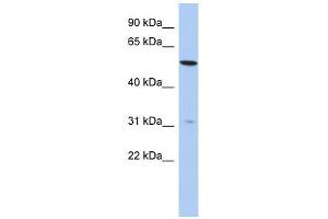 TMEM161B antibody used at 1 ug/ml to detect target protein. (TMEM161B 抗体  (N-Term))