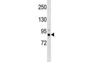 Tbk1 antibody western blot analysis in mouse cerebellum tissue lysate. (TBK1 抗体  (AA 8-35))