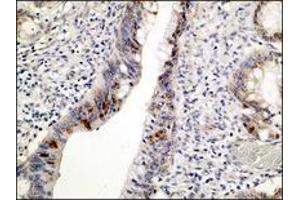 Image no. 1 for anti-Tumor Protein P53 (TP53) (N-Term) antibody (ABIN1494423) (p53 抗体  (N-Term))